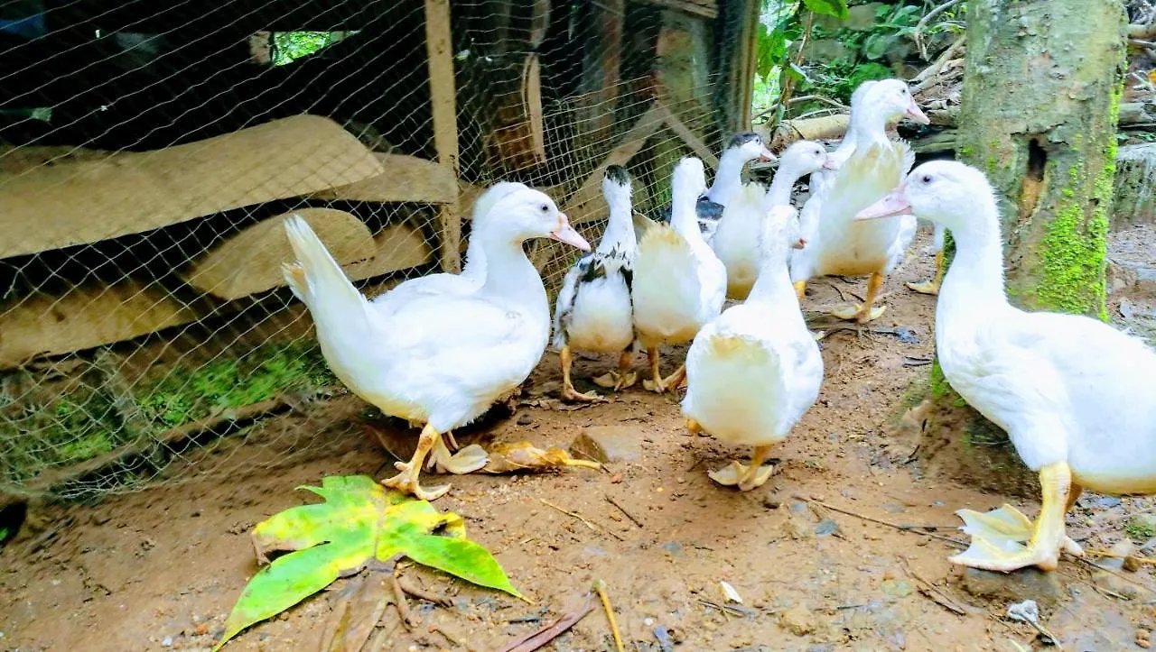 Best Kerala Homestay Kattappana 0*,