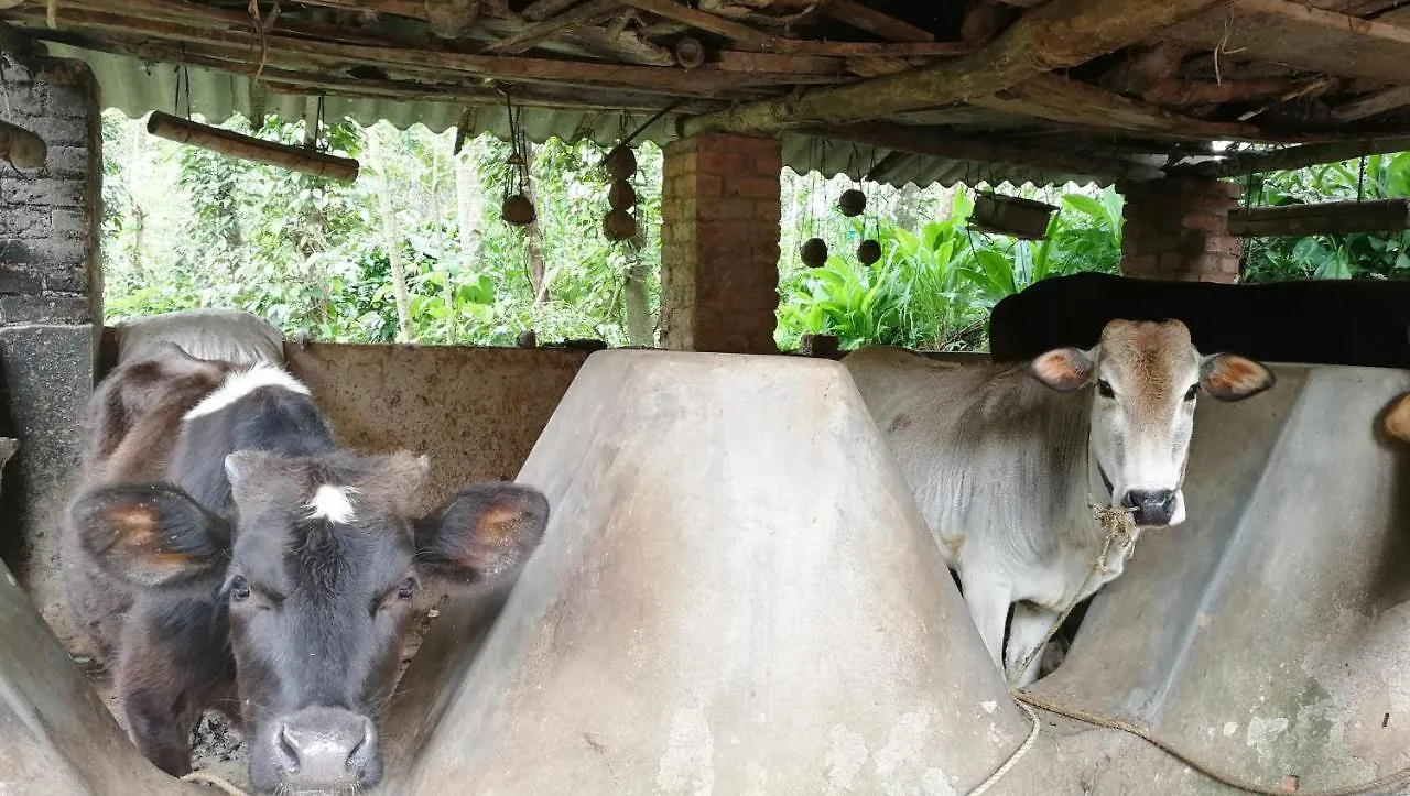 Best Kerala Homestay Kattappana