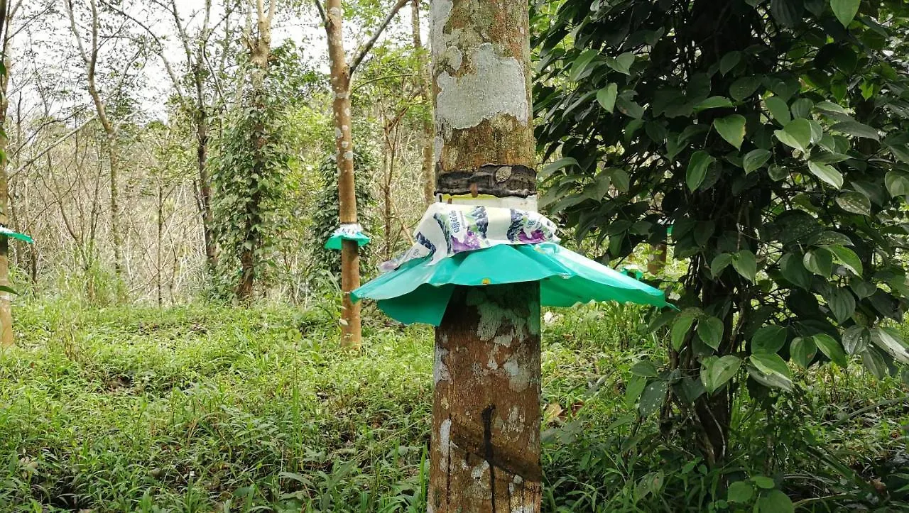 Best Kerala Homestay Kattappana 0*,  인도