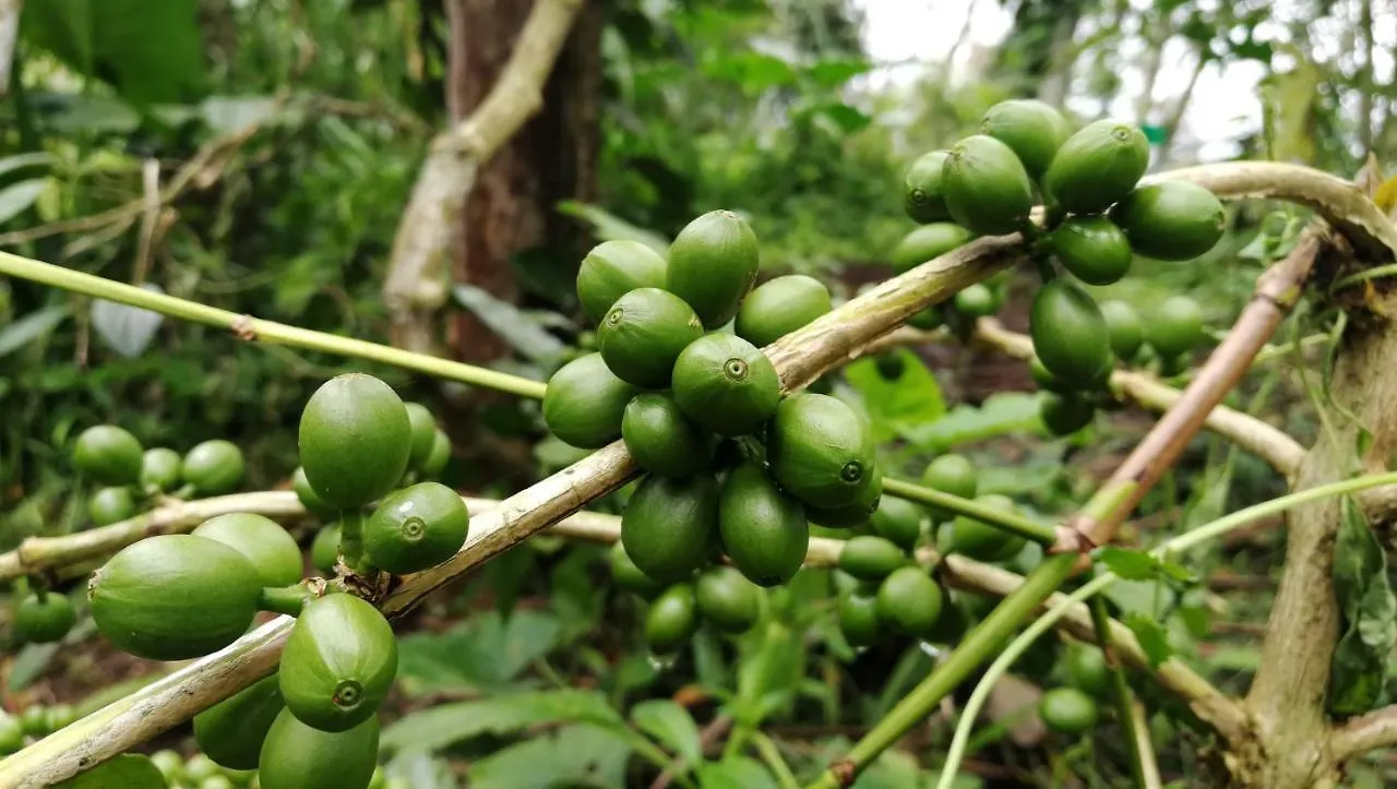 Best Kerala Homestay Kattappana 인도